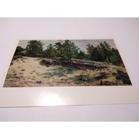 Открытка. И. И. Шишкин. Молодые сосенки у песчаного обрыва.