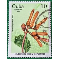 Куба 1980. Дикорастущие цветы. Хамелия отклоненная