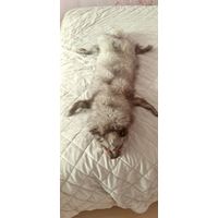 Чучело с натурального меха (Енот, чернобурка ???) на стену для антуража