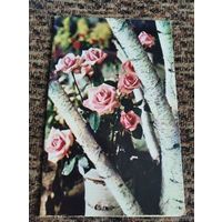 Открытка Поздравляем Артамонова 71г двойная чистая